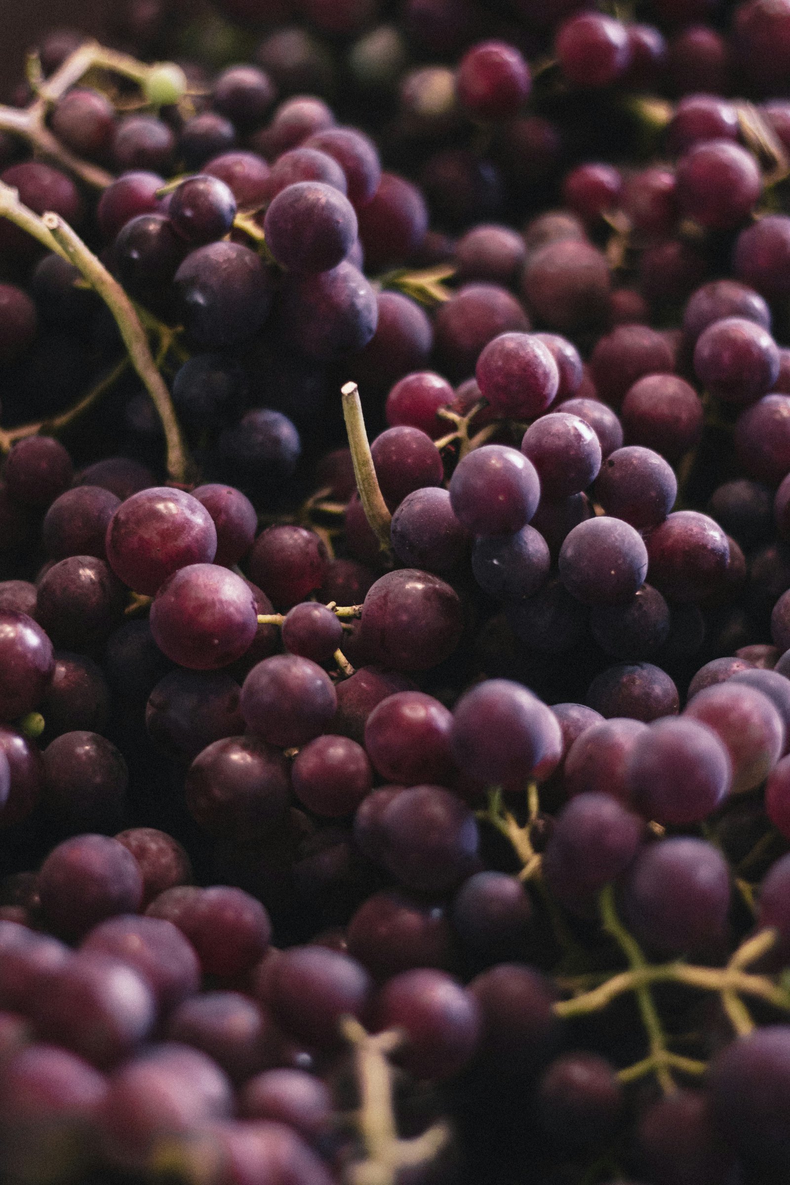 raisin muscat