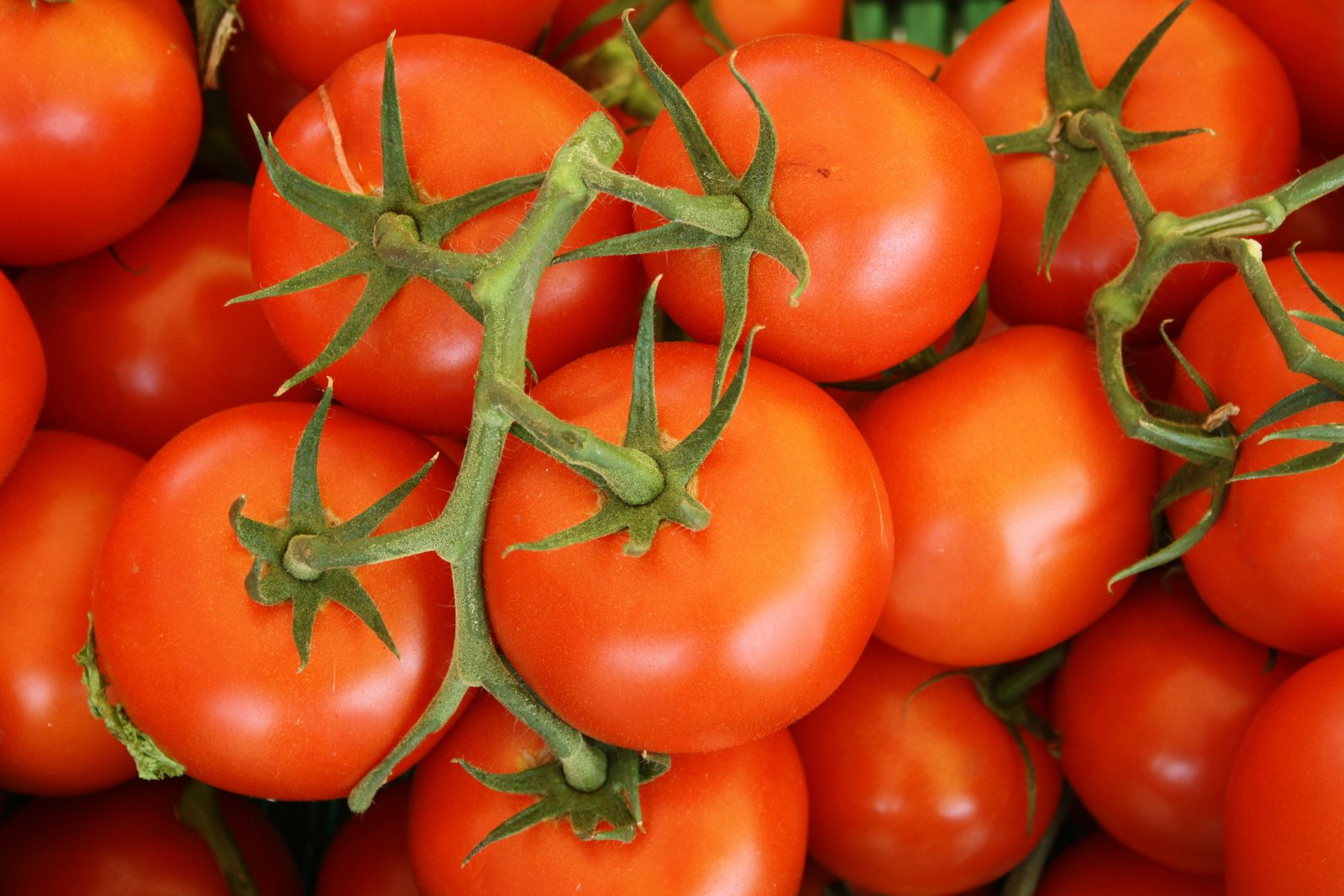 Tomate