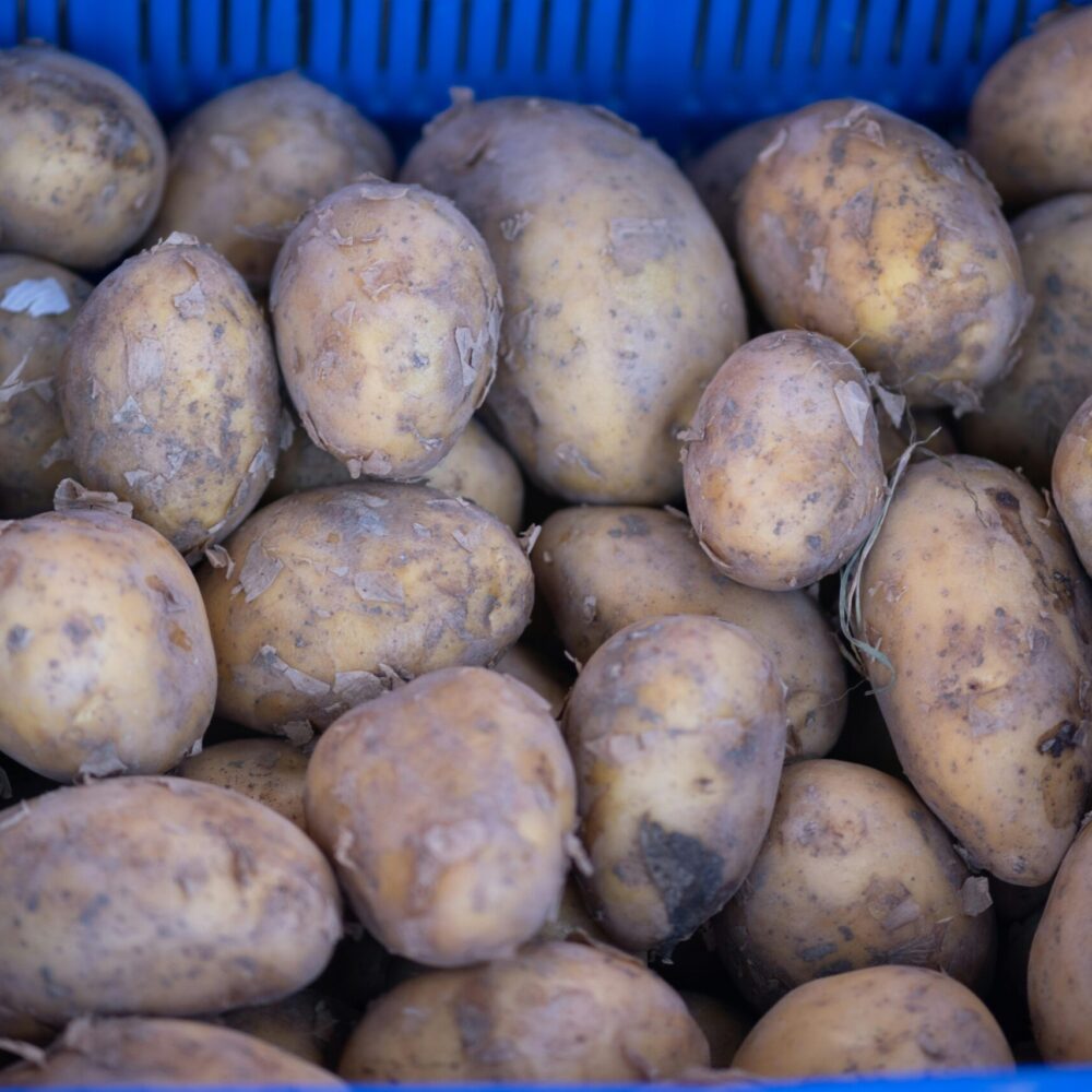 Close-up of freshly harvested potatoes in a blue basket at a local İzmir market.